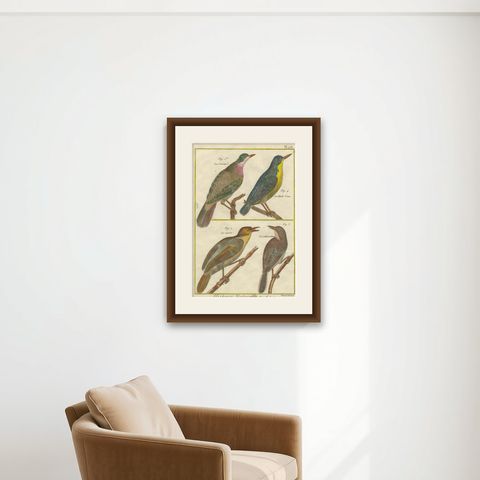 Hand-Colored Engraving of European & Exotic Birds from Histoire Naturelle, 1790, shown framed on a wall