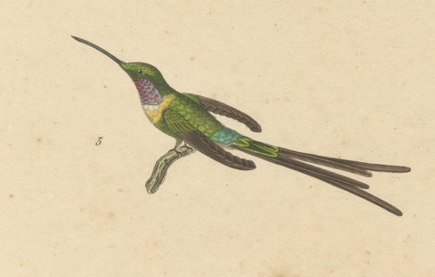 Hummingbird Engravings by Huet and Prêtre: Langsdorff, Chalybeate, Unique-tailed, close-up 2