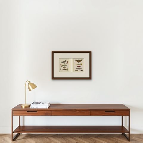 Pair of Antique Hawk Moth Life Cycle Engravings, Bertuch, c.1800, shown framed on a wall