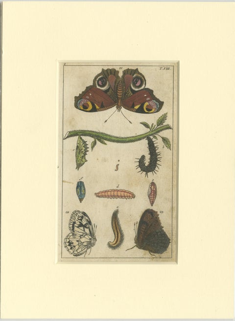 Set of 4 Antique Butterfly Prints Also Showing Caterpillars and Pupae, view 3