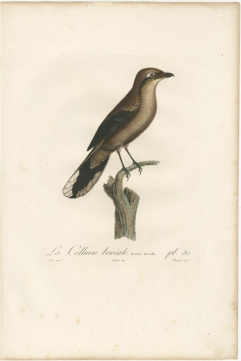 An 1807 Large Hand-Finished Ornithological Study of a Northern Shrike, view 2