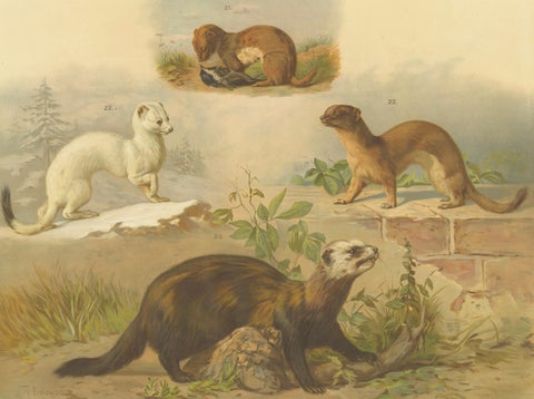 Large Antique Zoology Poster, Stoat, Weasel, Polecat c.1880, close-up 2