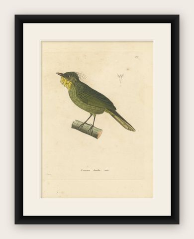 Hand-Colored Engraving of a Bearded Barbet, Exotic Ornithological Print, c.1808, shown framed