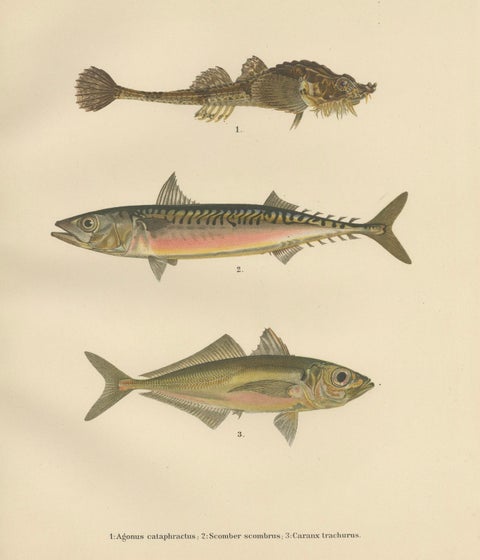 Armored Bullhead, Atlantic Mackerel and Horse Mackerel - Amazing 1895 Fish Litho, close-up 5