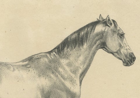 Antique Arabian Horse Lithograph Sultan Mahmoud, Stuttgart 1846, close-up 2