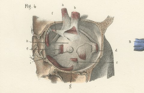 The Muscles of the Eyeball, Antique Hirschfeld Anatomy Print, 1866, view 5