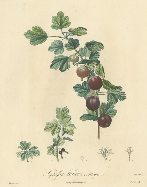 Antique Print of Gooseberry by Du Monceau, circa 1820, view 4