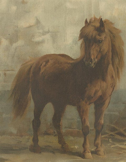 Antique Print of an English and French Pony by O. Eerelman, 1898, view 2