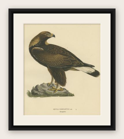 Majestic Gaze: The Golden Eagle (Aquila chrysaetos), 1929, shown framed