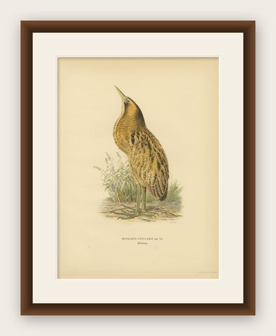 Antique Scandinavian Bird Lithograph, Eurasian Bittern, Svenska Fåglar, 1929, shown framed