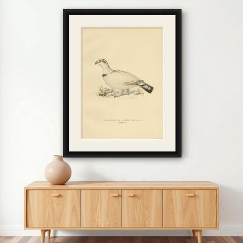 Antique Bird Print of the Western Capercaillie 'Male' by Von Wright, 1929, shown framed on a wall
