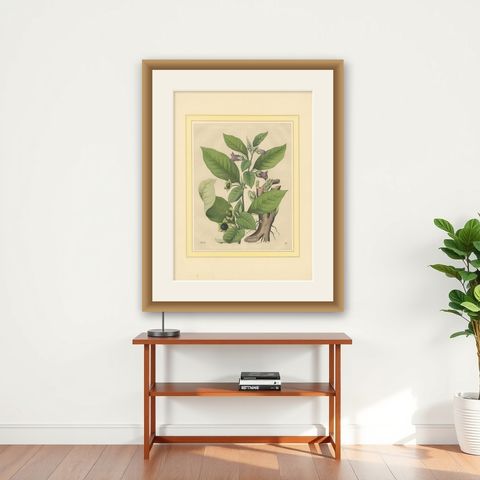 1852 Botanical Lithograph of Atropa Belladonna (Deadly Nightshade), shown framed on a wall
