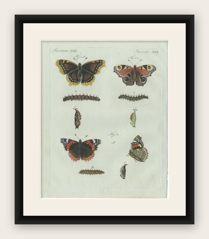 Original Antique Print of Peacock and Red Admiral Butterflies by Bertuch, c.1800, shown framed