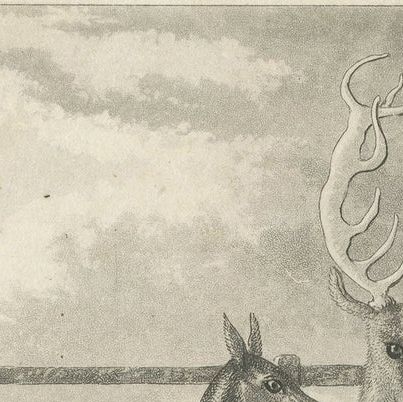 Antique Print of Deer by Egerton '1882', close-up 1