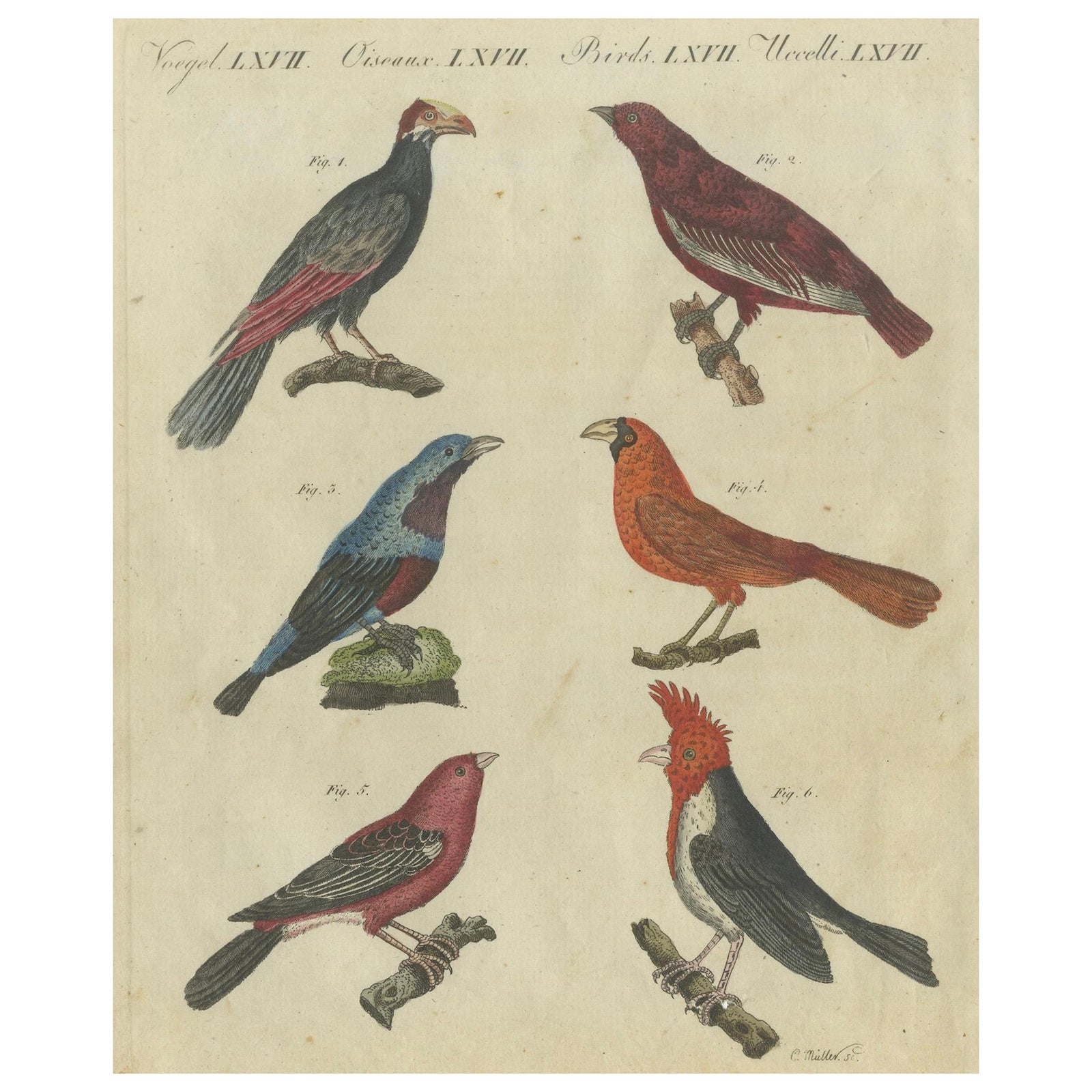 Vibrant 1805 Handcolored Engraving of Tropical Birds from Bertuch's Bilderbuch