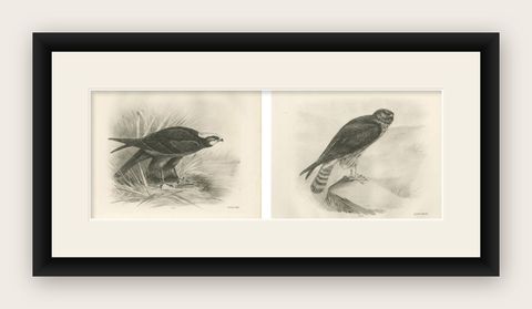 Pair of Marsh and Hen Harrier Bird Prints by Stonham, 1908, shown framed