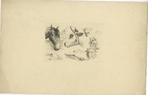 Detailed Etching of Horse, Cow, Goat, and Sheep Heads by Oberman, 1809, view 2