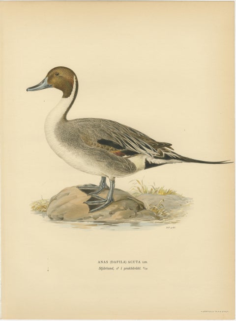 1929 Swedish Pintail Lithographs, Nordic Natural History Pair, view 2