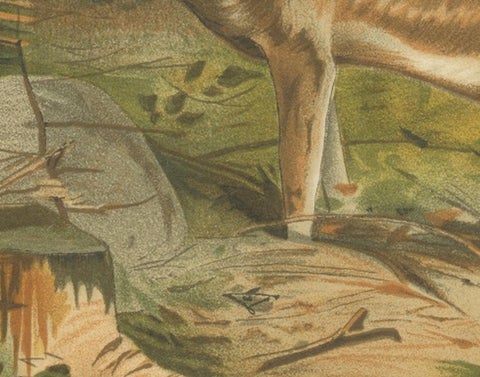 Fallow Deer, Antique European Wildlife Chromolithograph, 1894, view 6