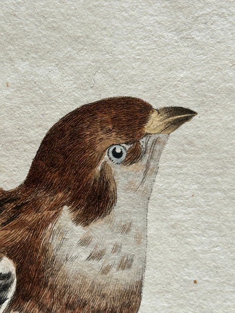 Emberiza nivalis, Antique Snow Bunting Print by Nozeman & Sepp, 1809, view 6