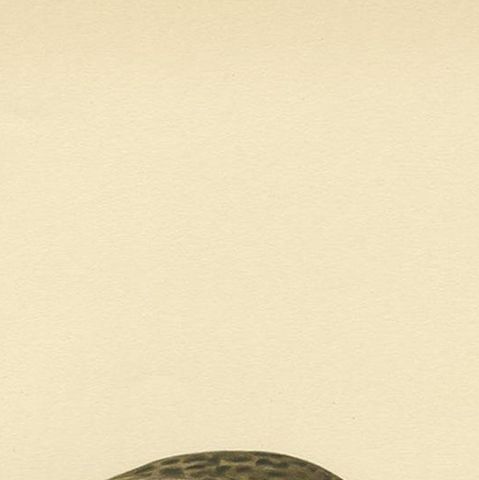 Antique Bird Print of the Water Rail by Von Wright '1929', close-up 1