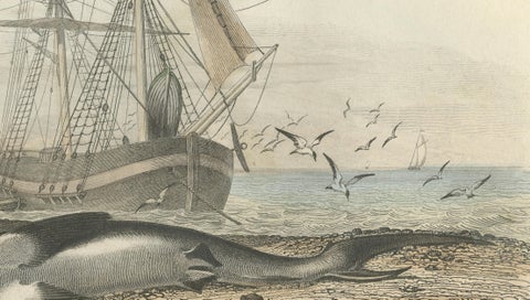 Le Requin (Shark), Hand-Colored Engraving, 1840, close-up 5