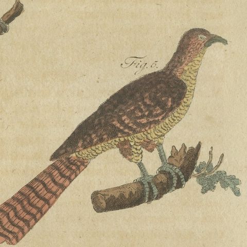 Eight Cuckoos from Around the World, Antique Bertuch Print, circa 1805, close-up 1