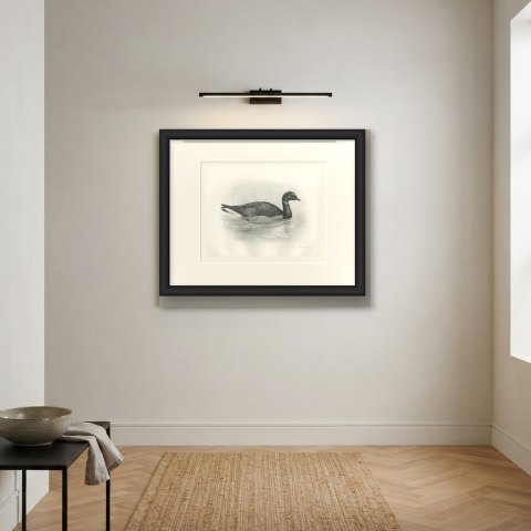 Brent Goose Swimming, Plate CLXIV after Lilian Medland, c. 1909, shown framed on a wall