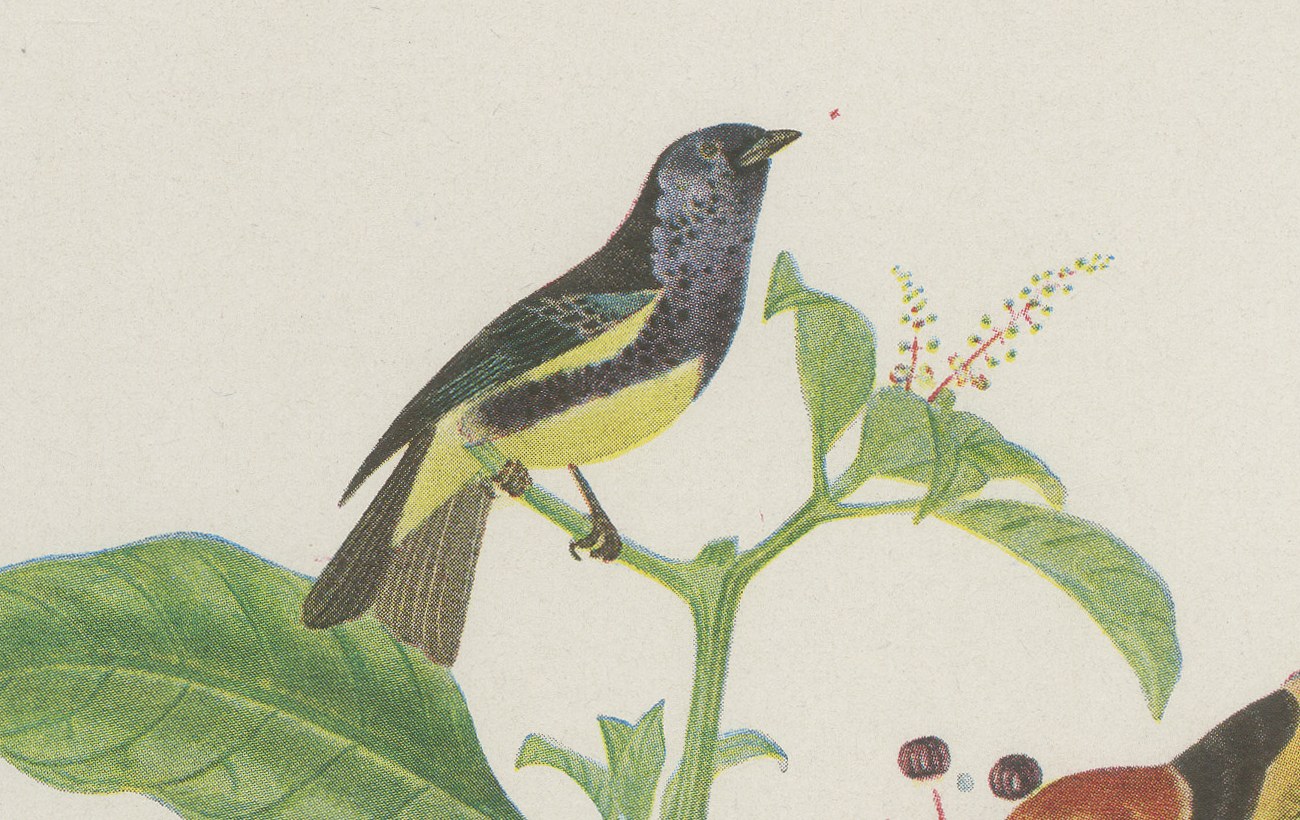Tanagers and Woodcreepers, Brazilian Bird Print, Descourtilz, 1944, view 3