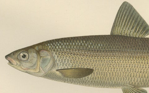 Scandinavian Fishes: Grayling and Whitefish in Exquisite Lithographic Detail, close-up 2