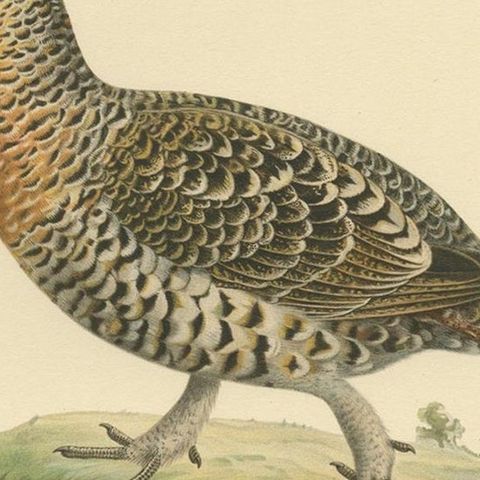 Antique Bird Print of the Western Capercaillie by Von Wright, 1929, close-up 2