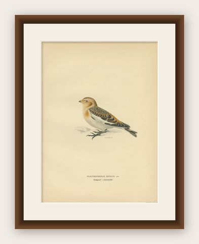 Antique Bird Print of the Snow Bunting from a Swedish Bird Book, 1927, shown framed