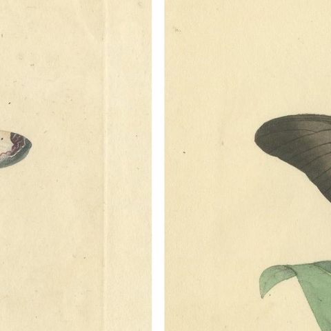 Exquisite Hand-Coloured Butterfly Prints of the 18th and 19th-Century, close-up 4