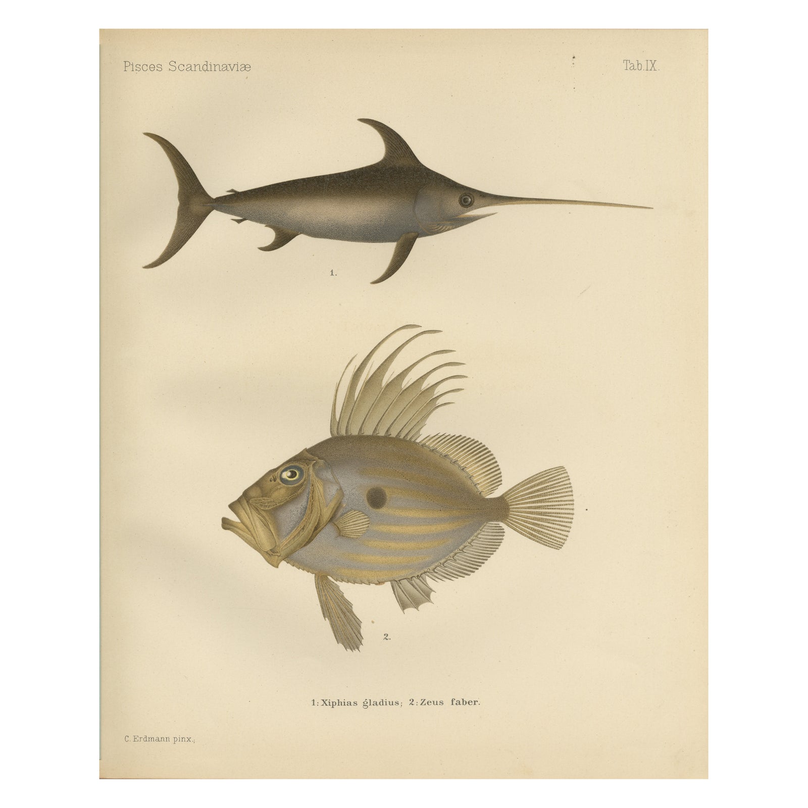Swordfish and John Dory - Striking Scandinavian Fish Lithograph, 1895