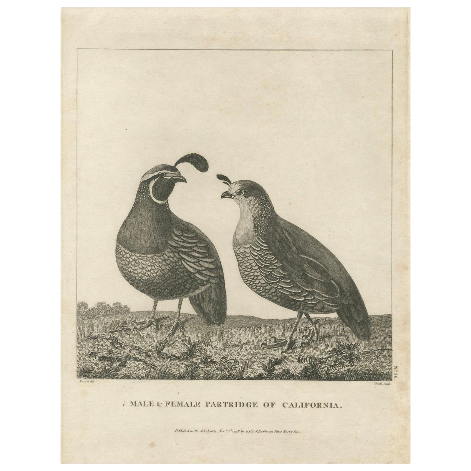 California Quail Pair, Partridge Couple of California, Antique Bird Print, 1798
