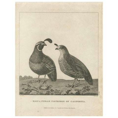 California Quail Pair, Partridge Couple of California, Antique Bird Print, 1798
