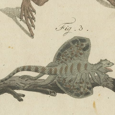 Monitor, Basilisk and Flying Dragon, Antique Bertuch Print, Vienna, circa 1805, close-up 1