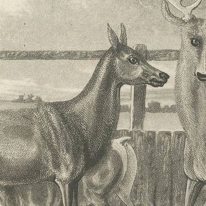 Antique Print of Deer by Egerton '1882', close-up 2