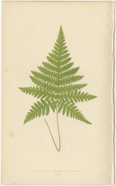 Antique Botanical Fern Prints, Polypodium Studies Decorative Set Lowe 1856, view 8