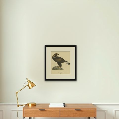 Majestic Gaze: The Golden Eagle (Aquila chrysaetos), 1929, shown framed on a wall
