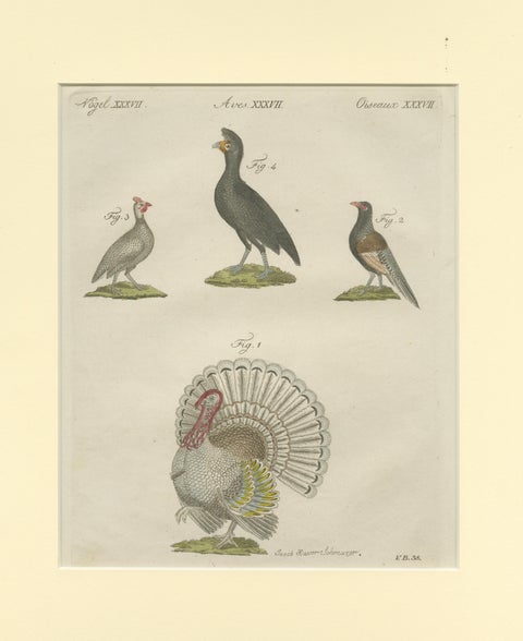 Antique Print of a Wild Turkey, Pheasant, Helmeted Guineafowl and Curassow Bird, view 3
