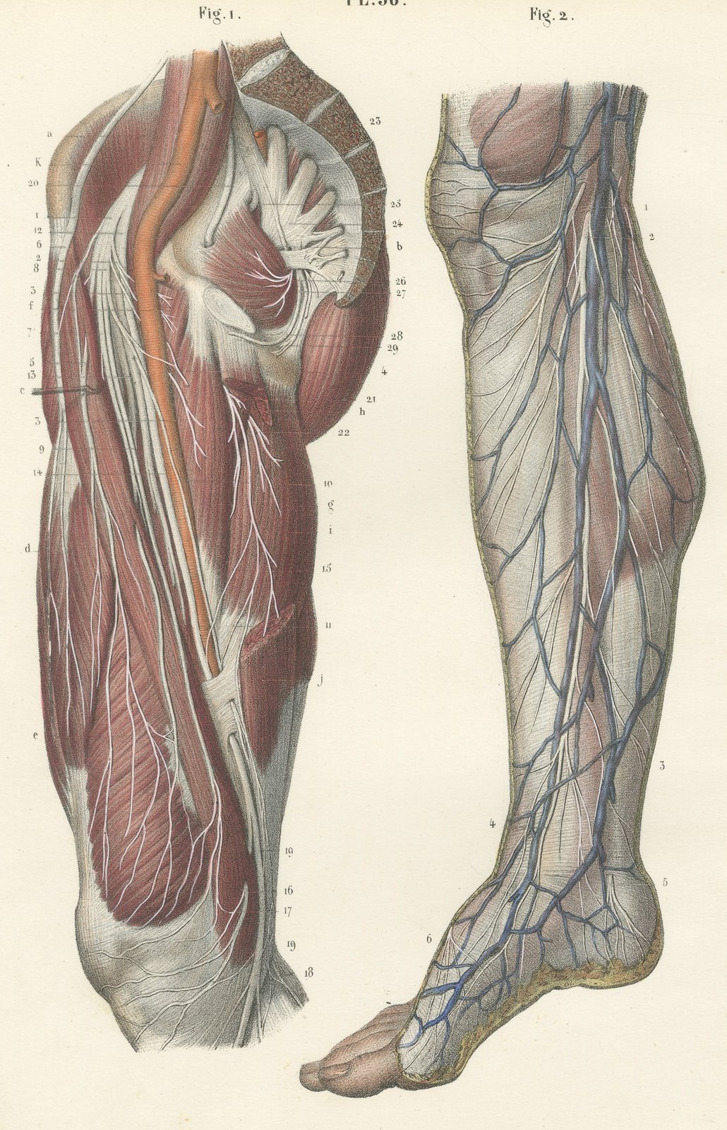 Nerves of the Hip and Lower Limb, Antique Hirschfeld Anatomy Print, 1866