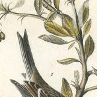 Antique Bird Print of the Canada Bunting by Audubon, c.1840, close-up 2