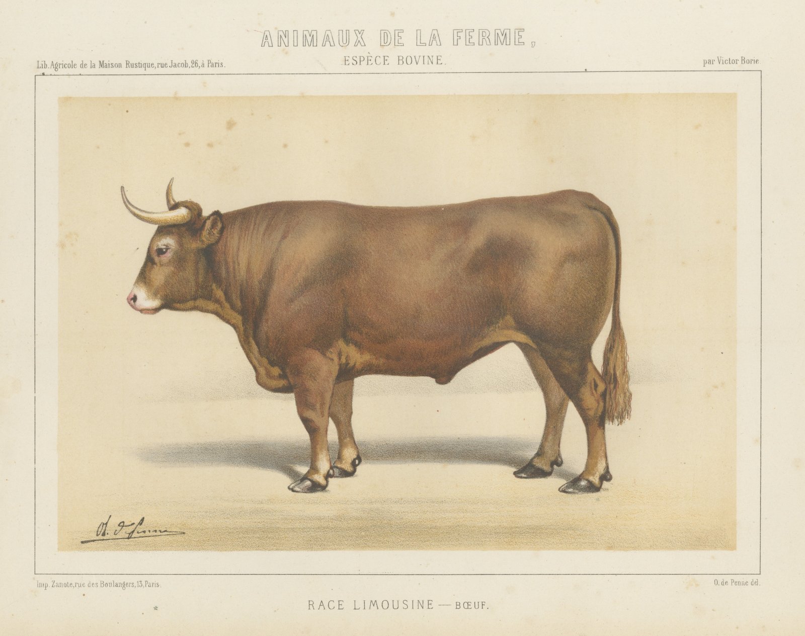 Limousin Ox, French Cattle Breed, Antique Chromolithograph by Borie, 1863