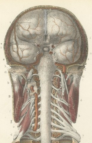 Brain and Spinal Cord in Situ, Hirschfeld Double Folding Plate, 1866, view 3