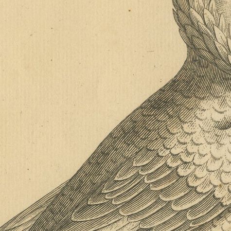 Antique Bird Print of a White Jacobin Pigeon, Hand-colored in 1740, close-up 2