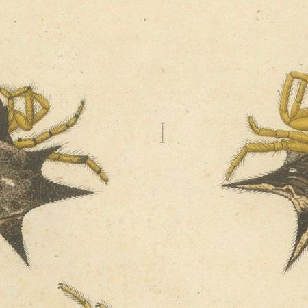 Sumatra Gasteracantha Spiders, Antique Natural History Print c.1887, close-up 5