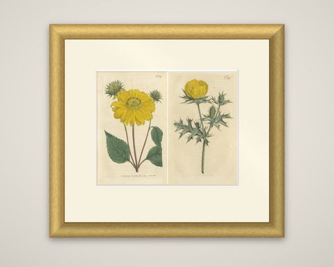 Set of 2 Antique Botany Prints - Prickly Poppy - Perennial Sunflower, shown framed