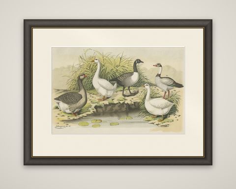 Old Print Showing Various Geese; Canada Goose, Snow Goose, Brant Goose Etc, 1886, shown framed