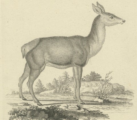 Antique Engraving of a Red Deer Hind (Cervus elaphus Linn., Femina), c.1800, close-up 2